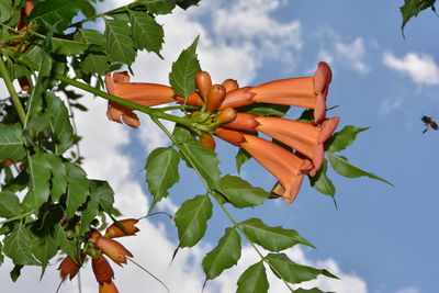 Low angle view of orange flowering plant