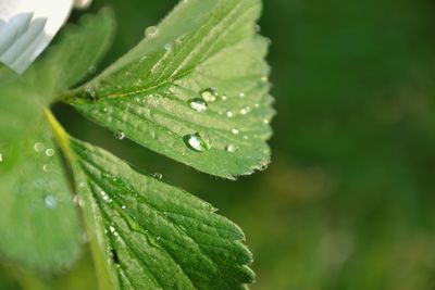 Close-up of water drops on leaf