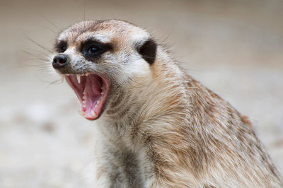 Close-up of mongoose yawning on field