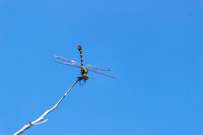 Low angle view of dragonfly against clear blue sky