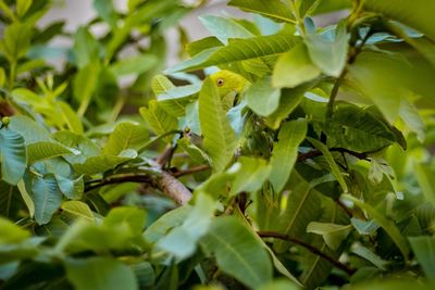 Close-up of insect on leaves