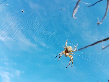 Close-up of spider on web