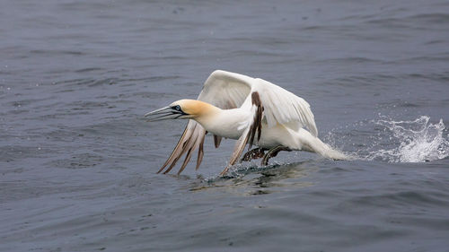 Bird flying over sea