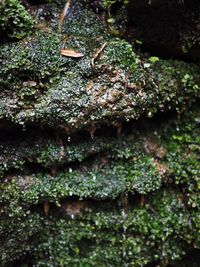 Close-up of plants in water