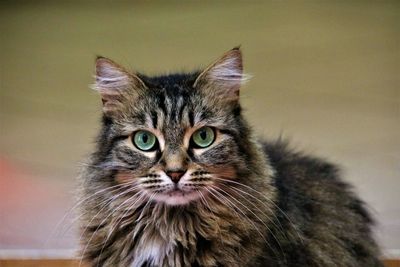 Close-up portrait of tabby cat