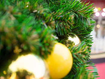 Close-up of christmas tree