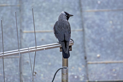 Bird perching on a railing