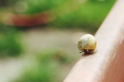 Close-up of snail