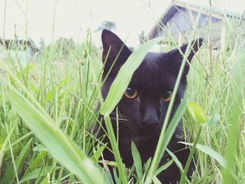 Animal on grassy field