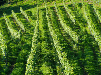 High angle view of vineyard