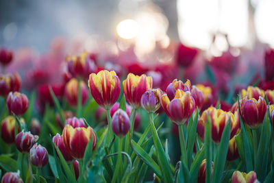 Close-up of purple tulip flowers in field