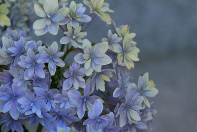 Close-up of purple flowers