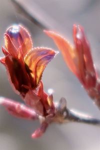 Close-up of red rose flower