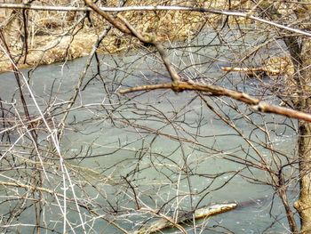 Bare trees in calm lake