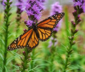 Close-up of butterfly pollinating on purple flower