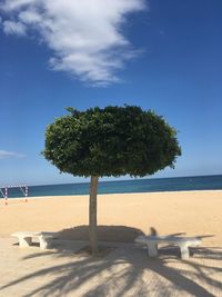 Trees on beach against sky