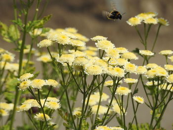 Close-up of bee pollinating flower