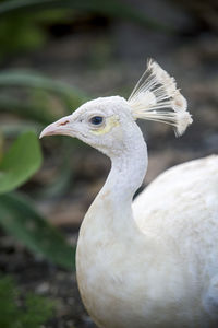 Close-up of peacock