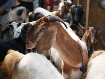 Some goats or kambing in the traditional animal markets