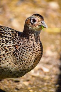 Close-up of a bird