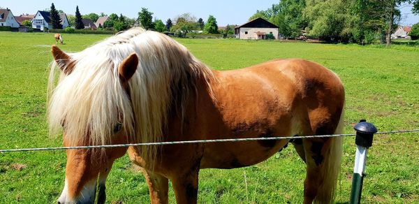 Horse in a field