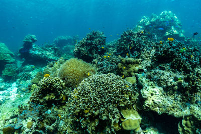 Fish swimming in sea