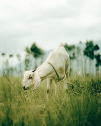 Goat standing on field