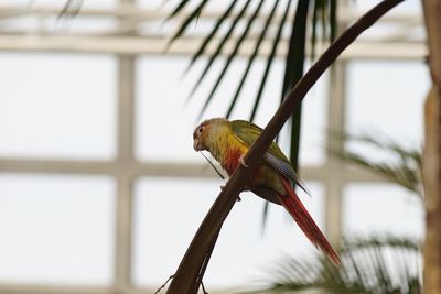 Close-up of a bird perching
