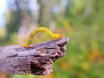 Close-up of lizard on wood