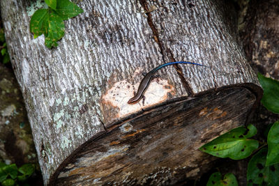 Close-up of lizard on tree trunk