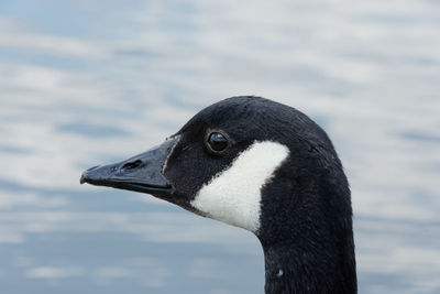 Close-up of a bird