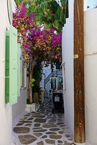 Street amidst buildings and trees in city