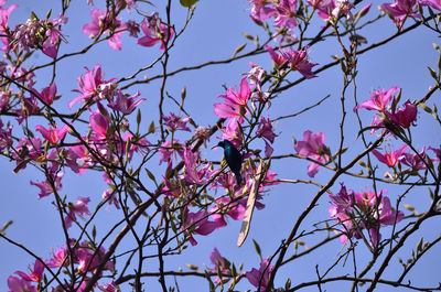 Close-up of black bird perching amidst pink flowers on tree