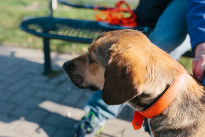 Close-up of dog looking away