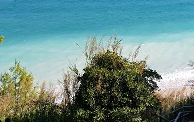 High angle view of trees on beach