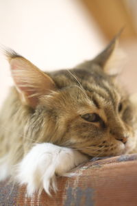 Close-up of cat sleeping