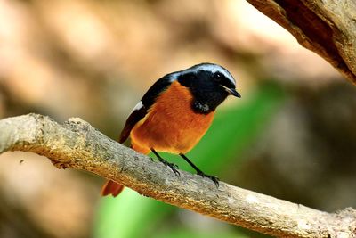 Close-up of bird perching on branch