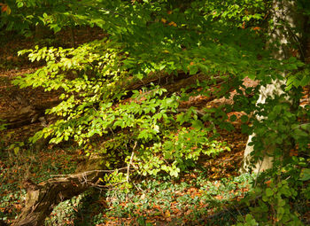 View of flowering plants in forest