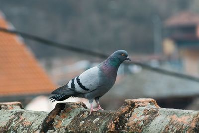 Close-up of bird perching on retaining wall