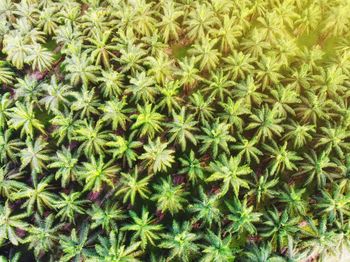 Full frame shot of plants