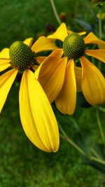 Close-up of yellow flowers