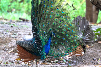 Peacock on a field