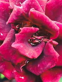 Close-up of raindrops on pink rose