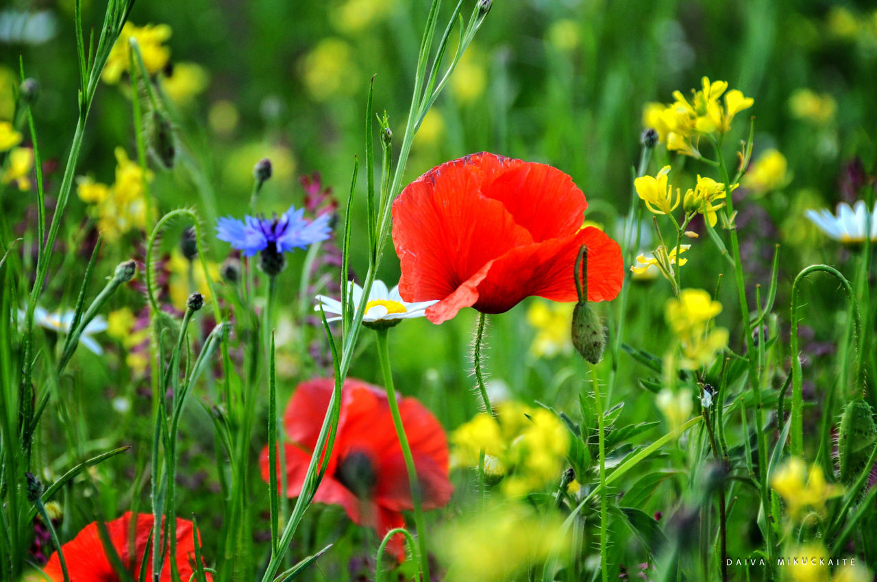 CLOSE-UP OF POPPIES BLOOMING OUTDOORS