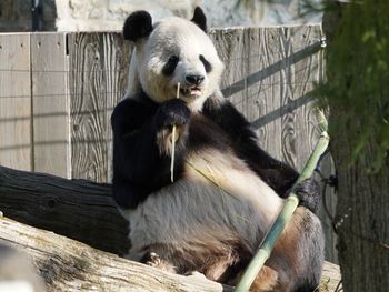 National zoo, hanging out, letting it all hang out, panda 