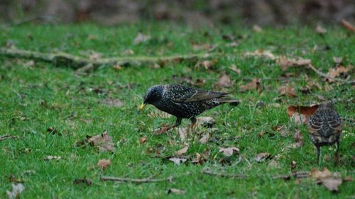 High angle view of bird on field