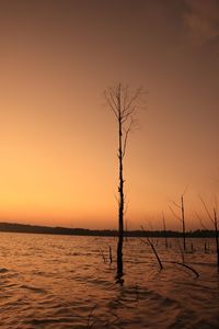 Silhouette bare tree against sky during sunset