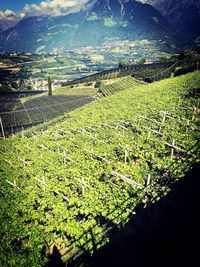 Scenic view of agricultural field
