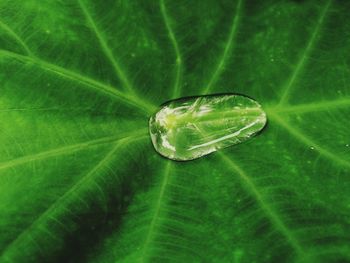 Macro shot of water drops on leaf