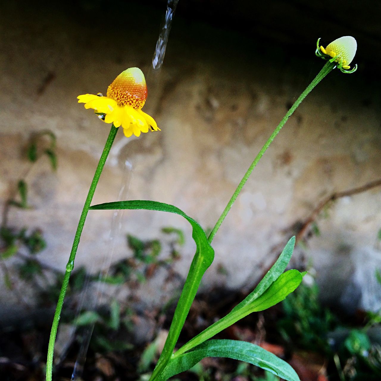 flower, growth, plant, yellow, fragility, stem, freshness, close-up, focus on foreground, petal, nature, beauty in nature, leaf, bud, green color, flower head, beginnings, new life, blooming, selective focus